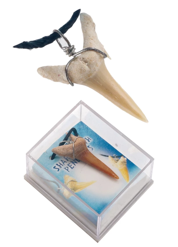 Wholesale Fossil Shark Tooth Pendants 90 Pcs.